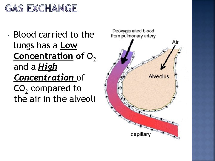  Blood carried to the lungs has a Low Concentration of O 2 and