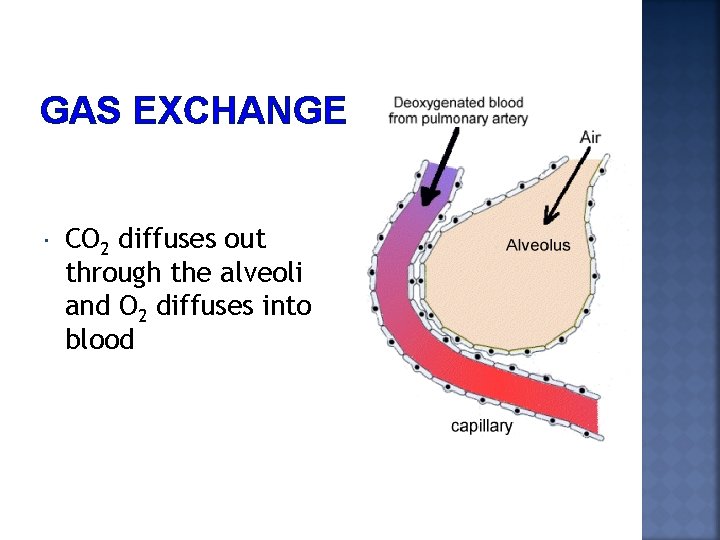 GAS EXCHANGE CO 2 diffuses out through the alveoli and O 2 diffuses into