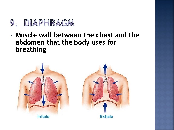  Muscle wall between the chest and the abdomen that the body uses for