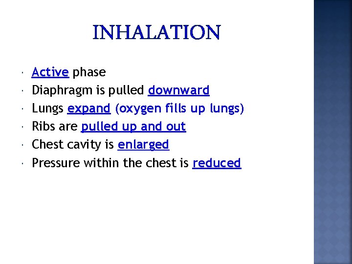 INHALATION Active phase Diaphragm is pulled downward Lungs expand (oxygen fills up lungs) Ribs