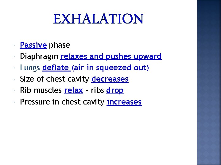 EXHALATION Passive phase Diaphragm relaxes and pushes upward Lungs deflate (air in squeezed out)