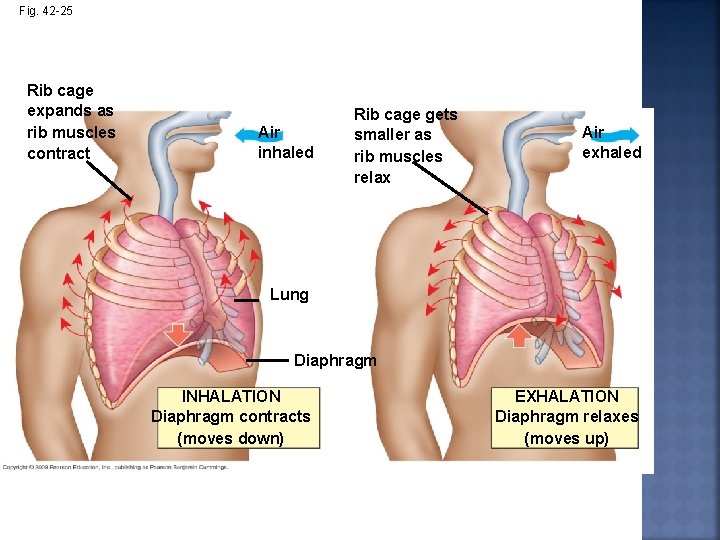 Fig. 42 -25 Rib cage expands as rib muscles contract Air inhaled Rib cage