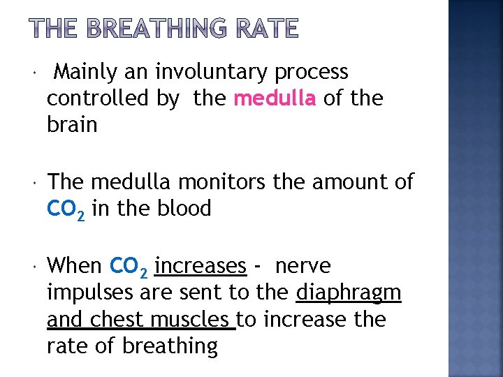  Mainly an involuntary process controlled by the medulla of the brain The medulla