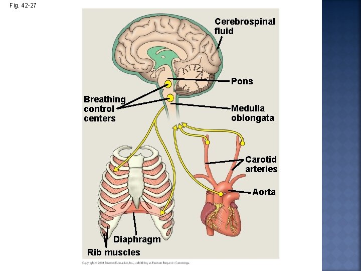 Fig. 42 -27 Cerebrospinal fluid Pons Breathing control centers Medulla oblongata Carotid arteries Aorta