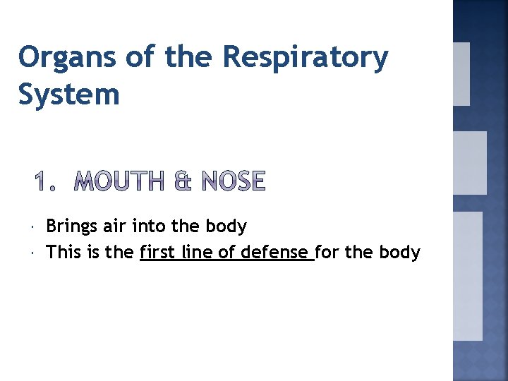 Organs of the Respiratory System Brings air into the body This is the first