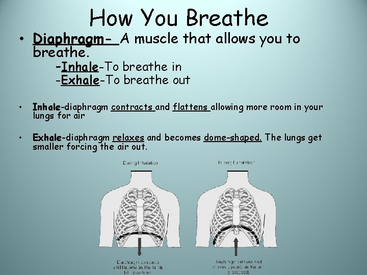 How You Breathe • Diaphragm- A muscle that allows you to breathe. -Inhale-To breathe