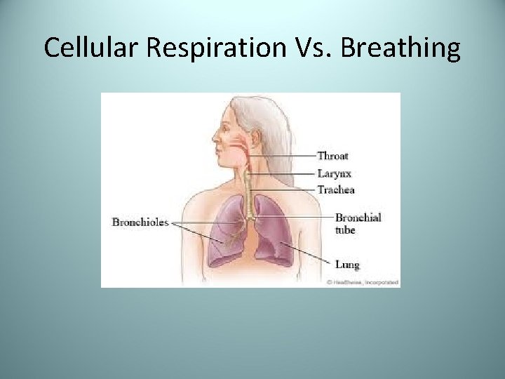 Cellular Respiration Vs. Breathing 