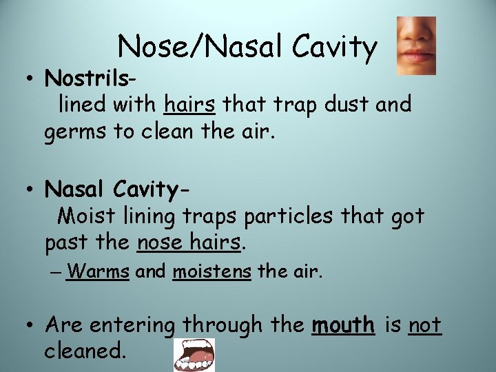 Nose/Nasal Cavity • Nostrilslined with hairs that trap dust and germs to clean the
