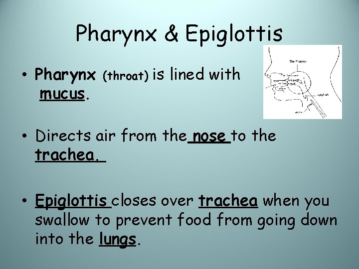 Pharynx & Epiglottis • Pharynx mucus. (throat) is lined with • Directs air from