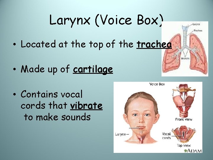 Larynx (Voice Box) • Located at the top of the trachea • Made up