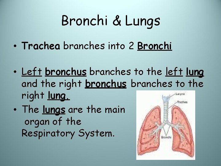 Bronchi & Lungs • Trachea branches into 2 Bronchi • Left bronchus branches to