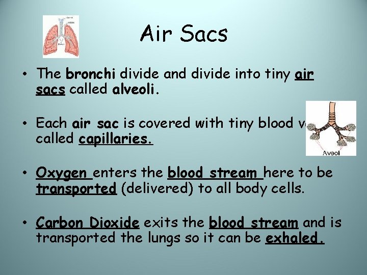 Air Sacs • The bronchi divide and divide into tiny air sacs called alveoli.