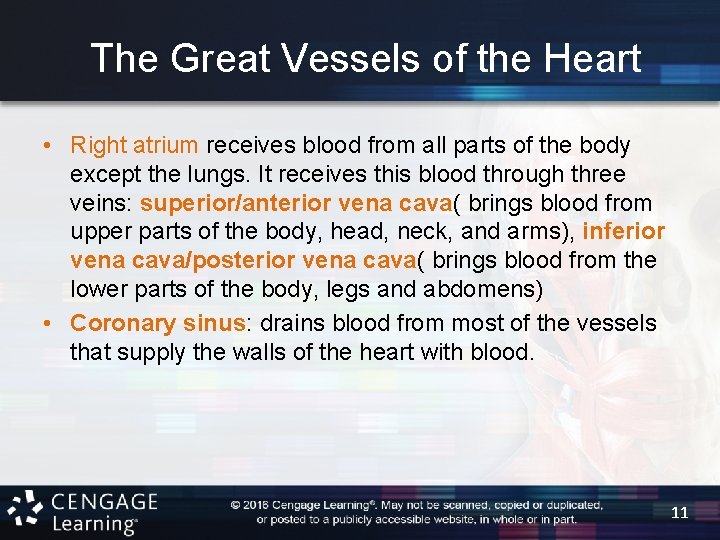 The Great Vessels of the Heart • Right atrium receives blood from all parts
