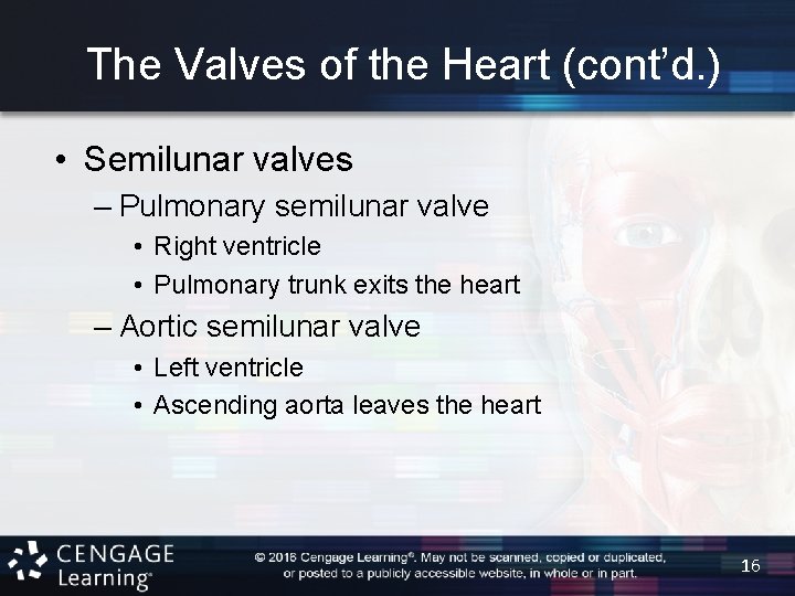The Valves of the Heart (cont’d. ) • Semilunar valves – Pulmonary semilunar valve