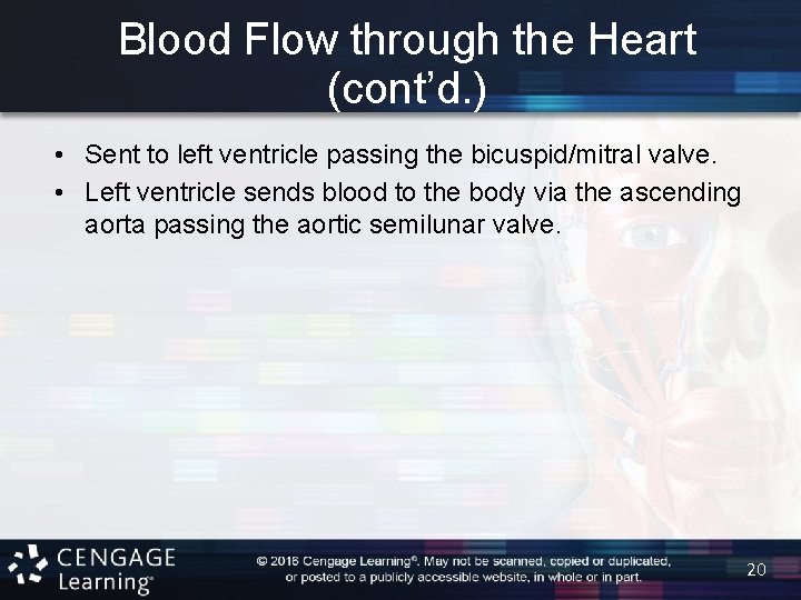 Blood Flow through the Heart (cont’d. ) • Sent to left ventricle passing the