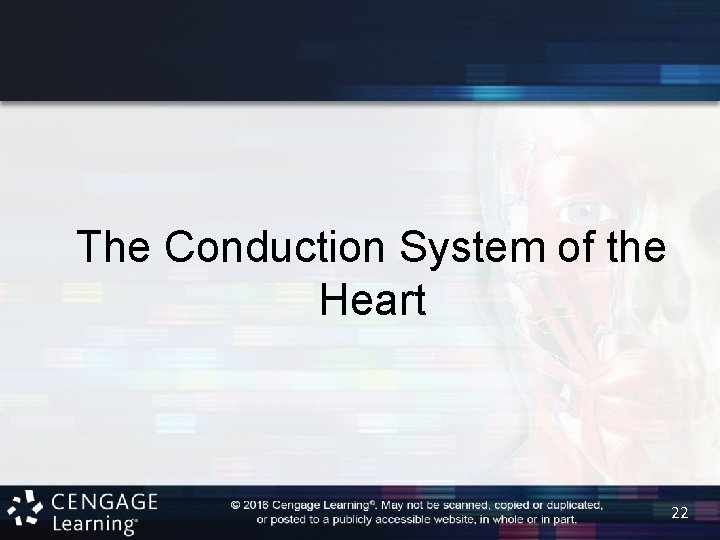 The Conduction System of the Heart 22 