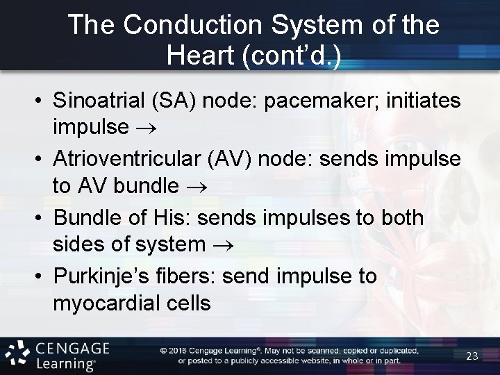 The Conduction System of the Heart (cont’d. ) • Sinoatrial (SA) node: pacemaker; initiates