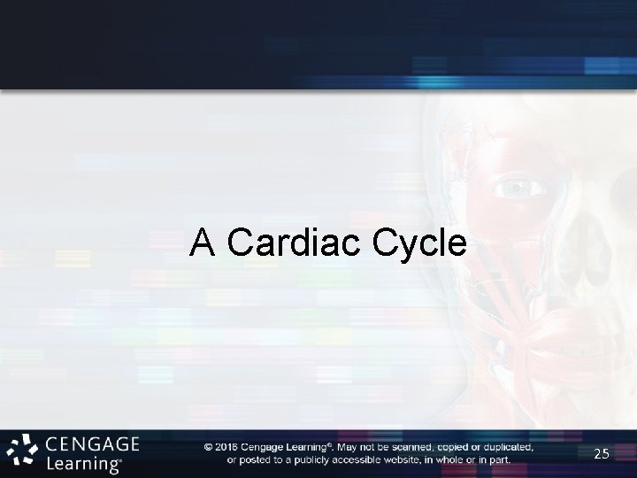 A Cardiac Cycle 25 