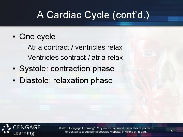 A Cardiac Cycle (cont’d. ) • One cycle – Atria contract / ventricles relax