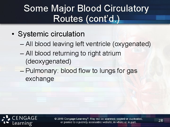 Some Major Blood Circulatory Routes (cont’d. ) • Systemic circulation – All blood leaving