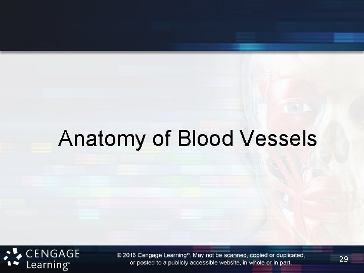 Anatomy of Blood Vessels 29 