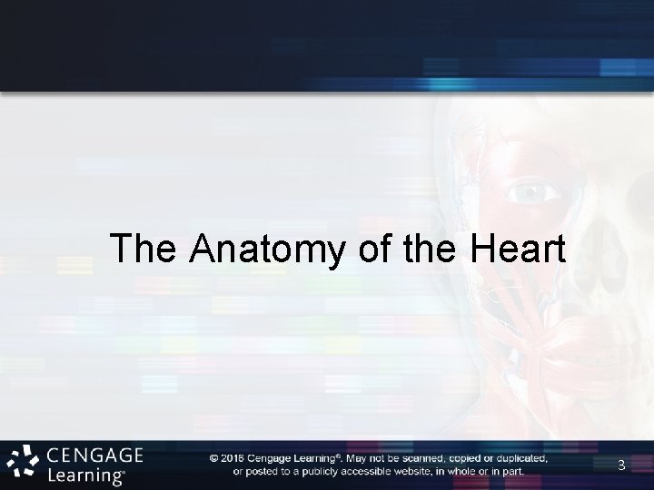The Anatomy of the Heart 3 