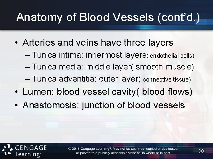 Anatomy of Blood Vessels (cont’d. ) • Arteries and veins have three layers –