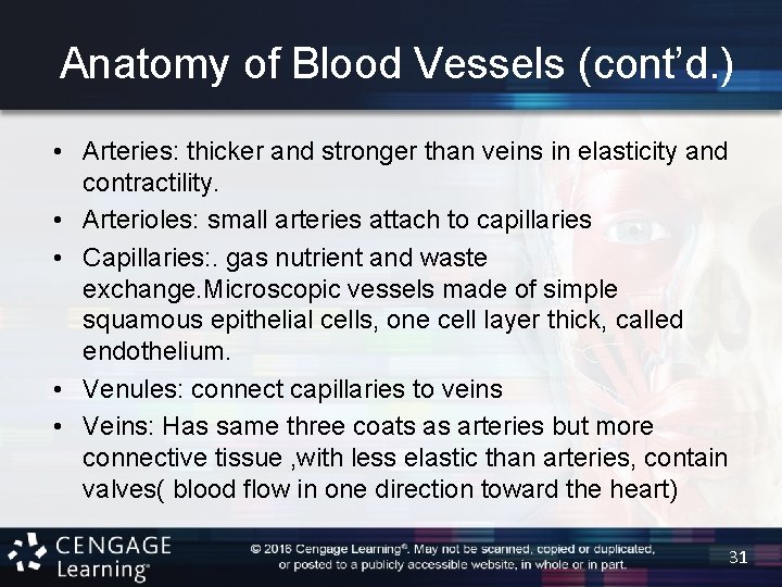 Anatomy of Blood Vessels (cont’d. ) • Arteries: thicker and stronger than veins in