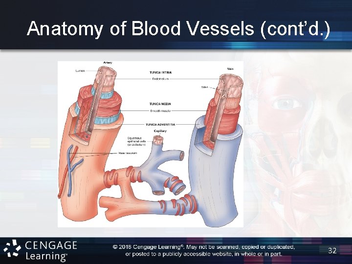 Anatomy of Blood Vessels (cont’d. ) 32 