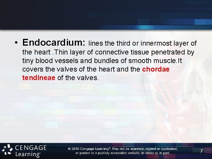  • Endocardium: lines the third or innermost layer of the heart. Thin layer