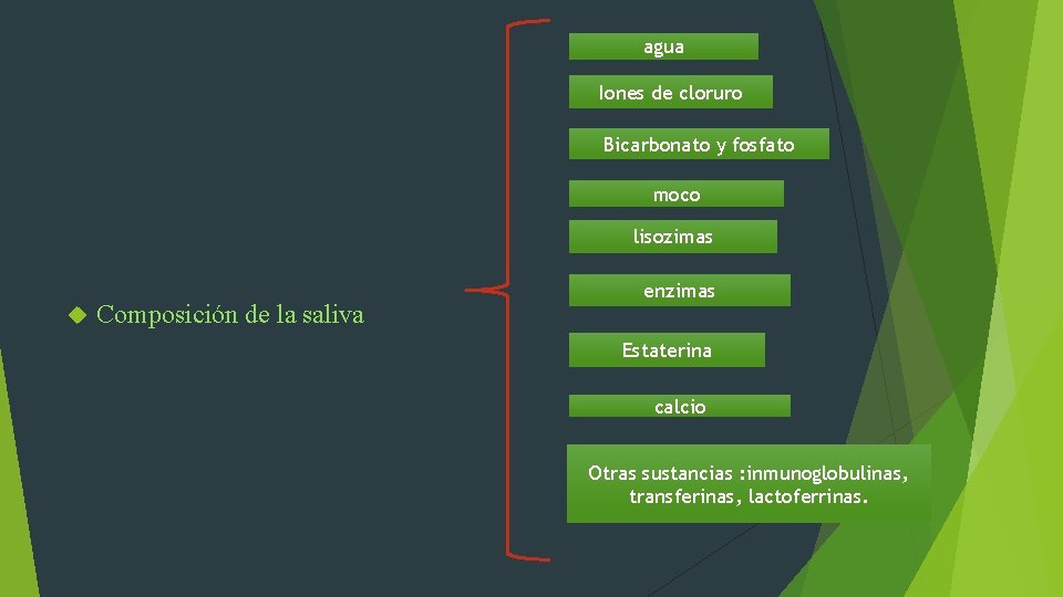 agua Iones de cloruro Bicarbonato y fosfato moco lisozimas Composición de la saliva enzimas