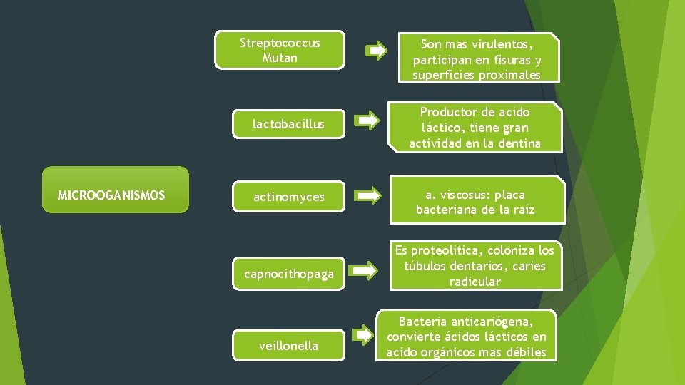 Streptococcus Mutan MICROOGANISMOS Son mas virulentos, participan en fisuras y superficies proximales lactobacillus Productor