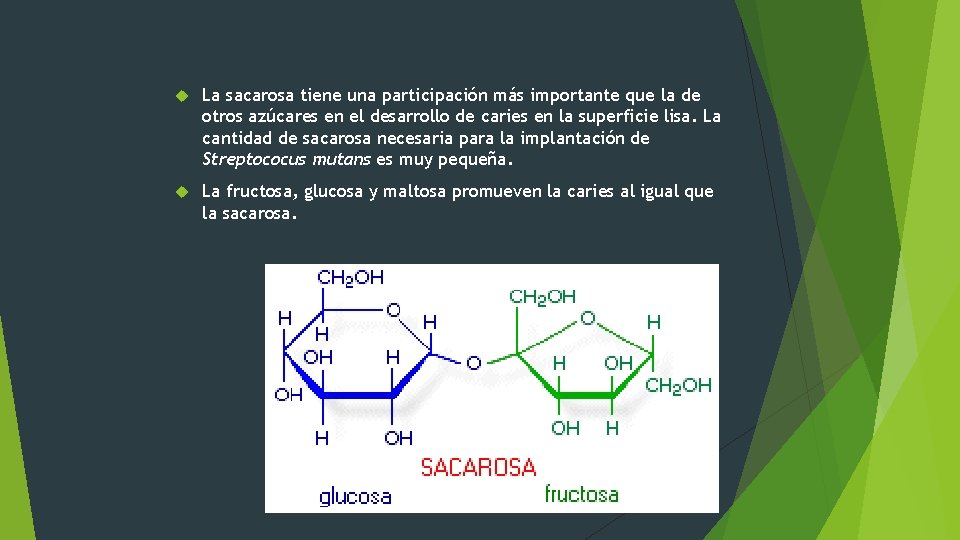  La sacarosa tiene una participación más importante que la de otros azúcares en