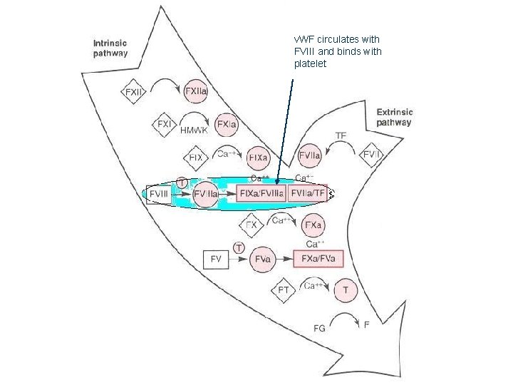 v. WF circulates with FVIII and binds with platelet 