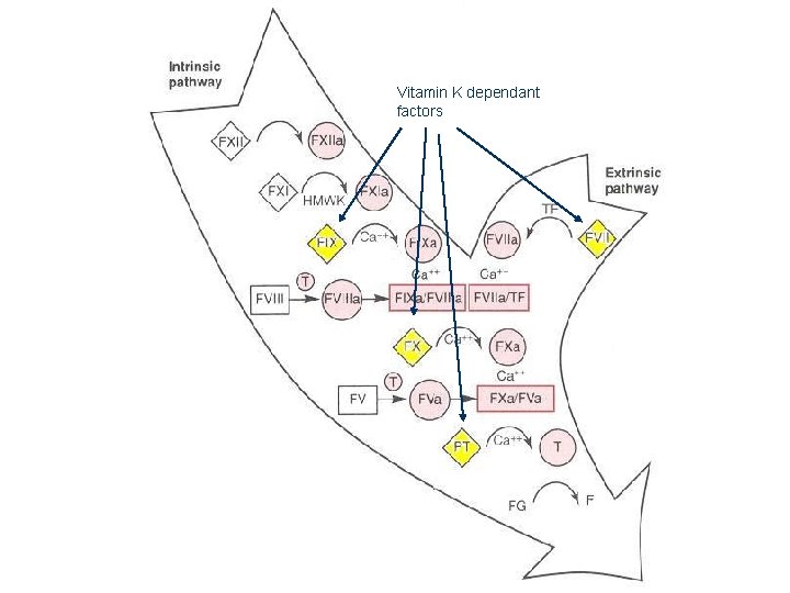 Vitamin K dependant factors 