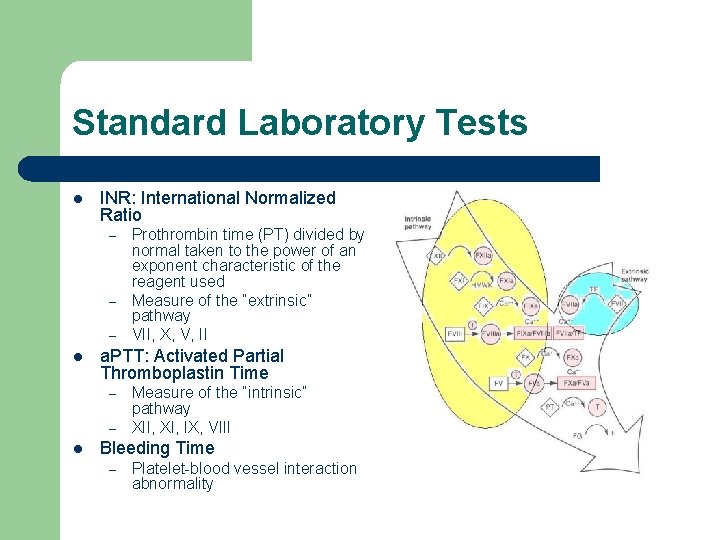 Standard Laboratory Tests l INR: International Normalized Ratio – – – l a. PTT: