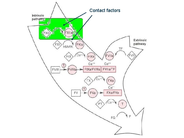Contact factors 