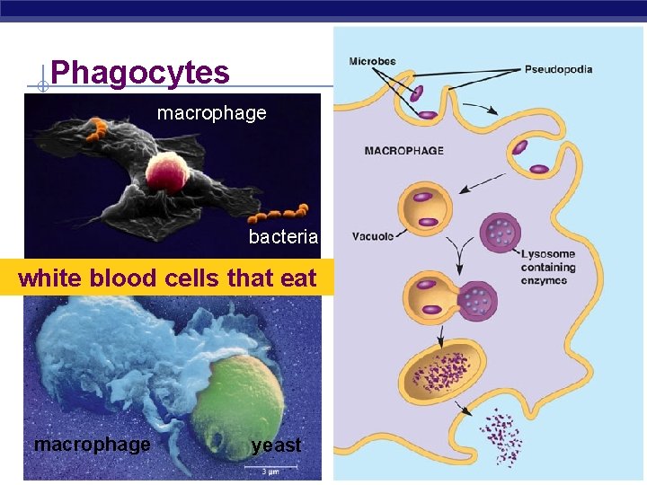 Phagocytes macrophage bacteria white blood cells that eat macrophage Regents Biology yeast 