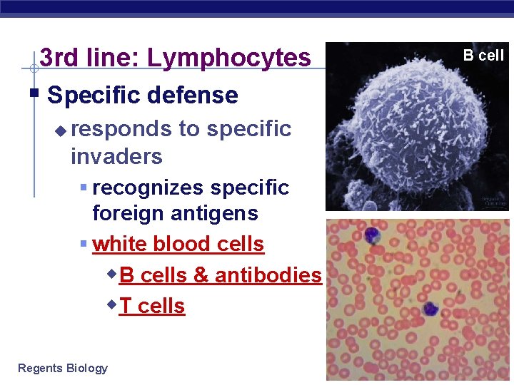 3 rd line: Lymphocytes § Specific defense u responds to specific invaders § recognizes
