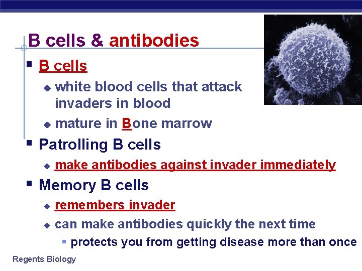 B cells & antibodies § B cells white blood cells that attack invaders in