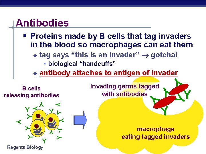 Antibodies § Proteins made by B cells that tag invaders in the blood so
