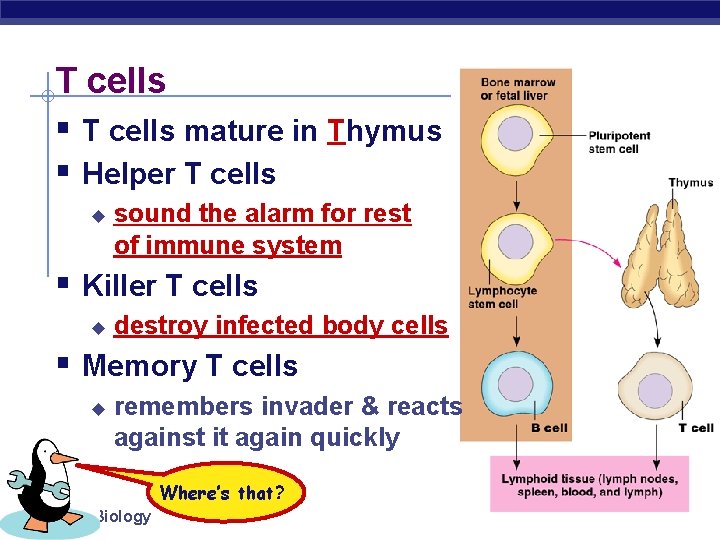 T cells § T cells mature in Thymus § Helper T cells u sound