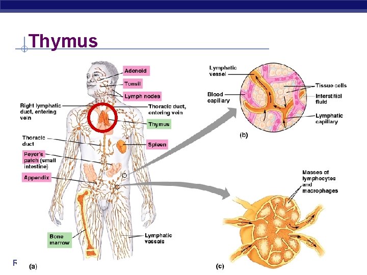 Thymus Regents Biology 