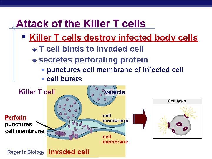 Attack of the Killer T cells § Killer T cells destroy infected body cells