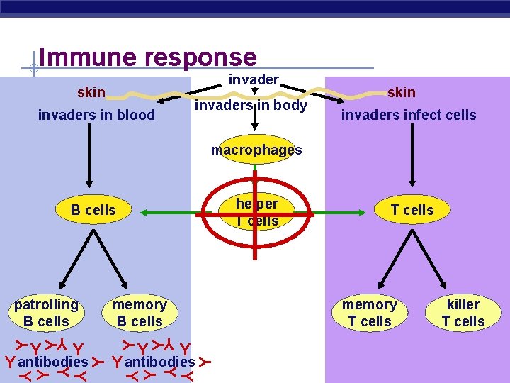 Immune response invader skin invaders in body invaders in blood skin invaders infect cells