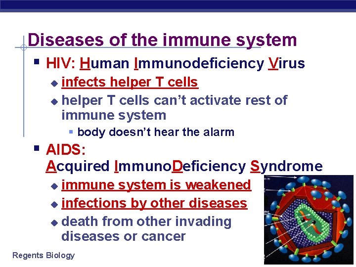 Diseases of the immune system § HIV: Human Immunodeficiency Virus infects helper T cells
