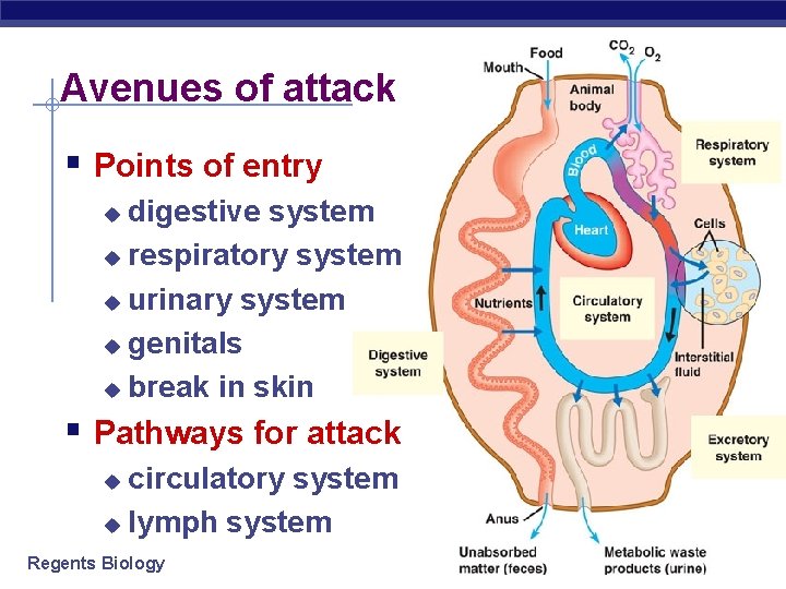 Avenues of attack § Points of entry digestive system u respiratory system u urinary
