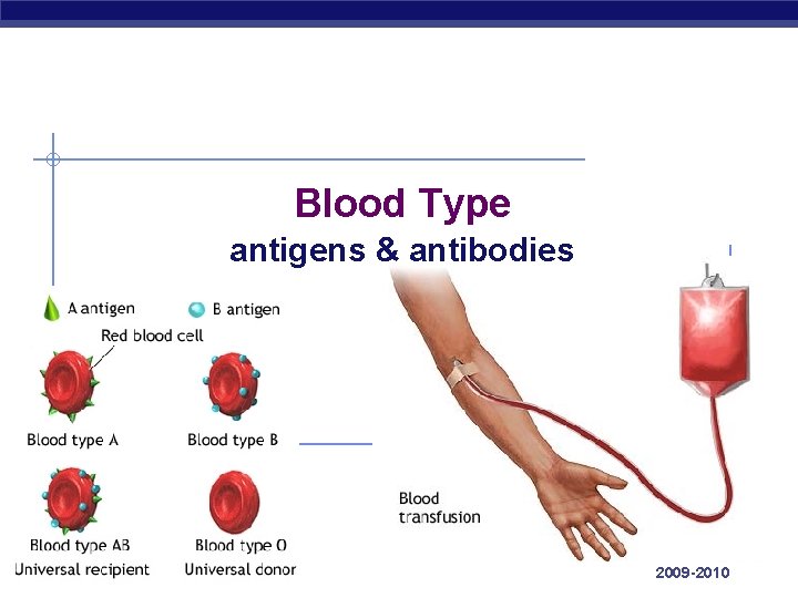 Blood Type antigens & antibodies AP Biology 2009 -2010 