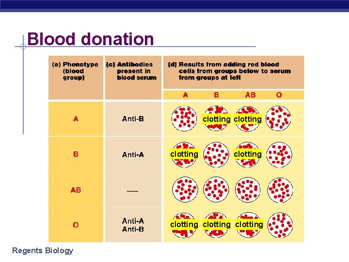 Blood donation clotting clotting Regents Biology 