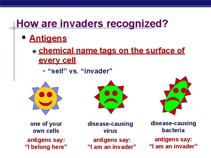 How are invaders recognized? § Antigens u chemical name tags on the surface of